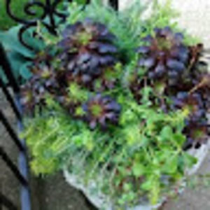 Meet your Posher, Susan